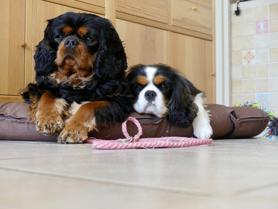 Practical Tips for Pet Wellness: Keeping Your Pet Family Healthy and Happy.