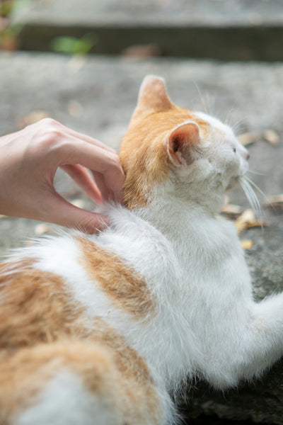 A Vet's Picks for Pet Health: Dog and Cat Essentials with Love