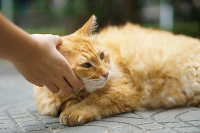 Nurturing Pet Health Naturally: Crafting a Lifestyle for Your Dog and Cat