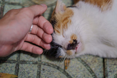 Understanding Pet Health Better: A Journey to Happier and Healthier Companions